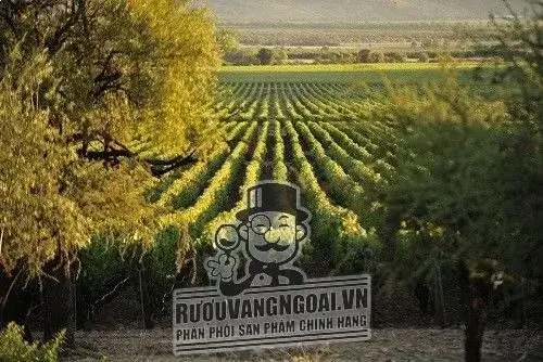 Vang Chile MONTGRAS Cabernet Sauvignon