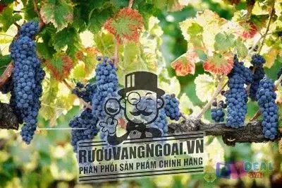 Vang Pháp GRAND SUD GRENACHE
