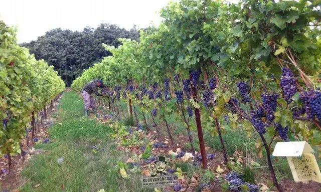 Vang Ý Bastia San Michelle Corvina IGP Cabernet Sauvignon
