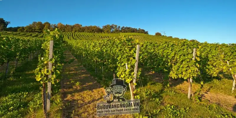 Kết quả hình ảnh cho jarosse bordeaux 2017
