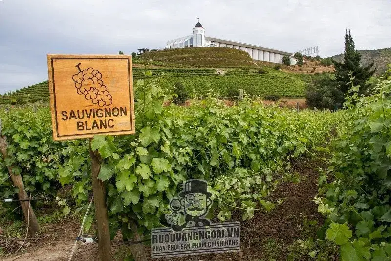 RƯỢU VANG CHILE TRIPANTU CAO CẤP