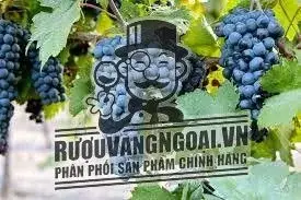 Kết quả hình ảnh cho CARDINALE PRIMITIVO