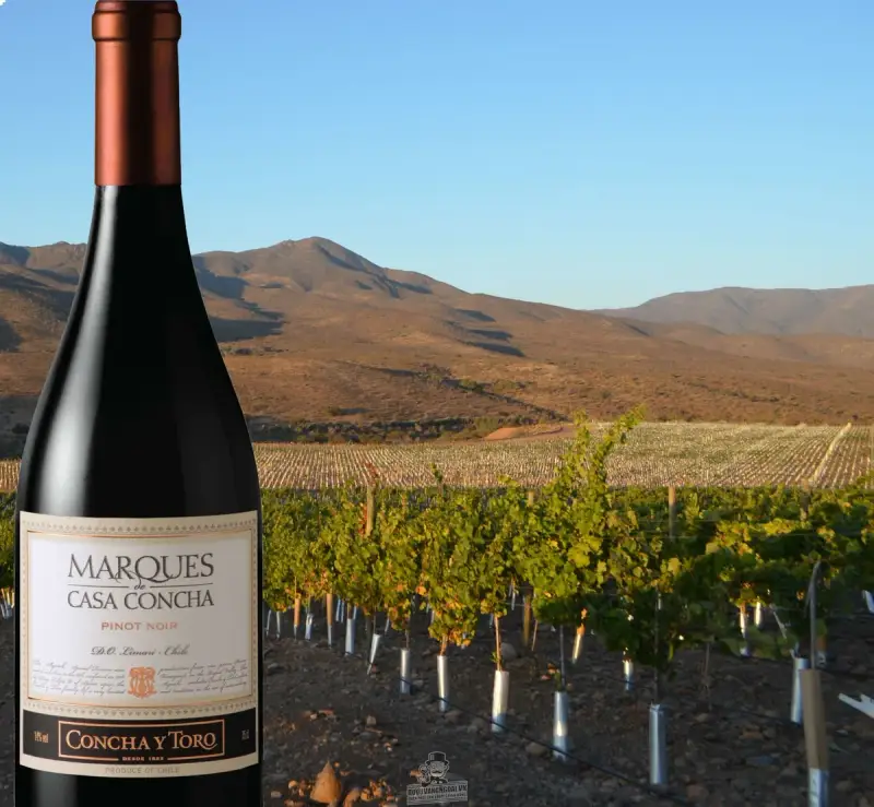 Vang Chile MARQUES CASA CONCHA Pinot Noir