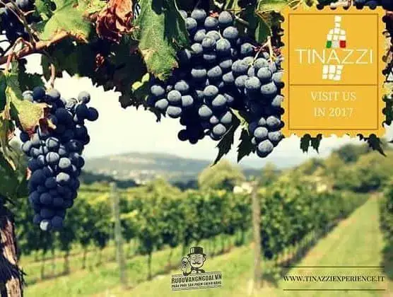Vang Ý Ripa Magna Corvina IGP Verona