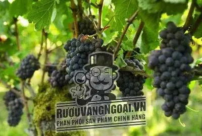 Vang Chile Cantoalba Malbec