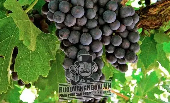 Vang Ý CAMPO DEI FIORI 1988 PRIMITIVO SALENTO