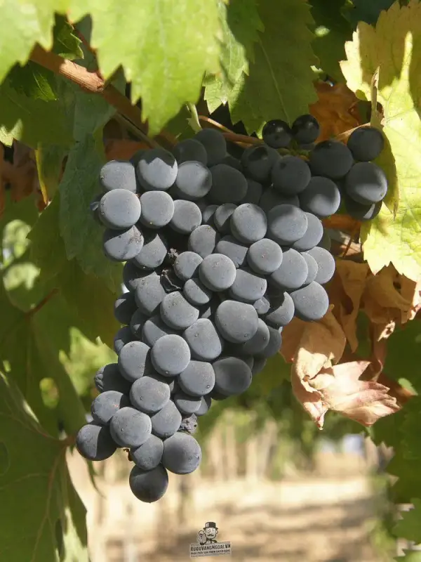 rượu vang ý bacchus silver feudi bizantini