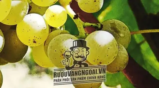Hình ảnh có liên quan