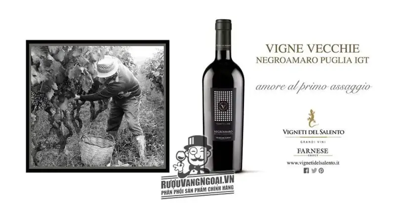 Kết quả hình ảnh cho vang ý vigne vecchie negroamaro