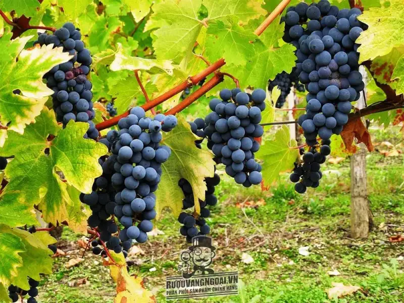 Giống nho Carmenere