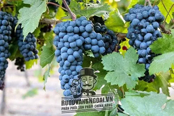 Vang Ý PASSORANO PUGLIA ROSSO