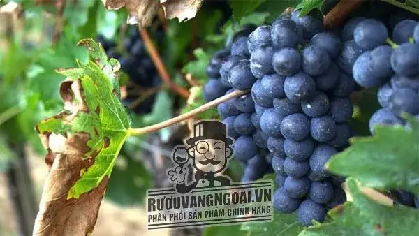 nho Negroamaro