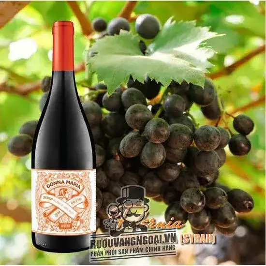 Vang Chile DONNA MARIA FALERNIA