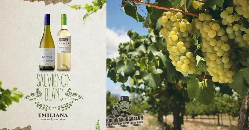 Vang Chile NOVAS Gran Reserva Sauvignon Blanc