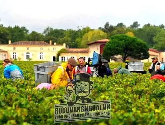 Vang Pháp DOMAINE DE CHEVALIER thượng hạng