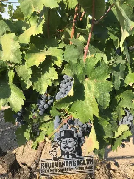 Vang Ý ANGELO PRIMO PUGLIA NERO DI TROIA