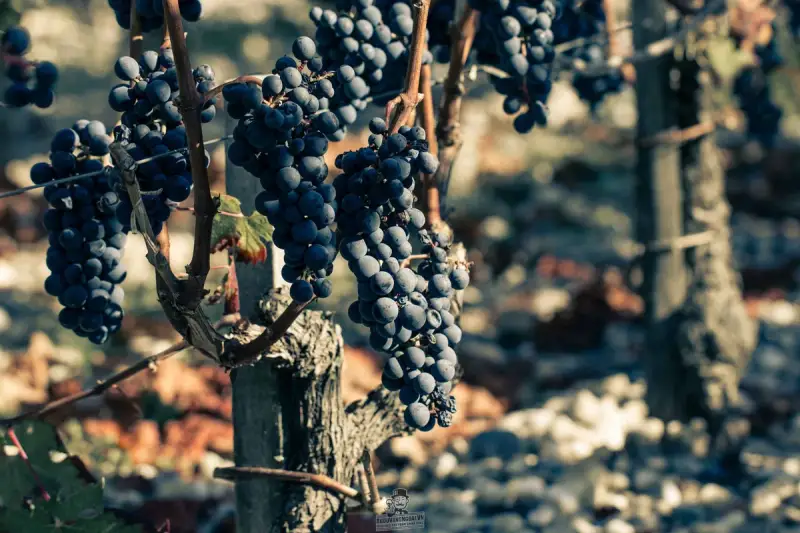 1466567600-9809-Vigne-Brane-Cantenac