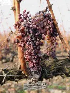 Rượu Vang Tokaji Szamorodni Szaraz Dry uống ngon