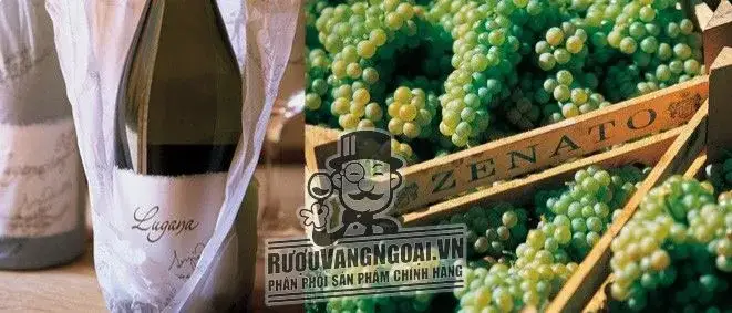 Vang Ý ZENATO LUGANA RISERVA