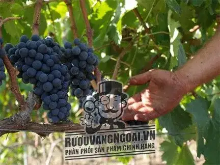Rượu Vang Ý DIMATTEO NEGROAMARO PUGLIA 16 độ