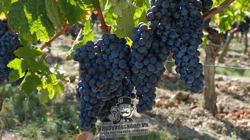 Vang Pháp CHATEAU LEYDET VALENTIN SAINT EMILION GRAND CRU