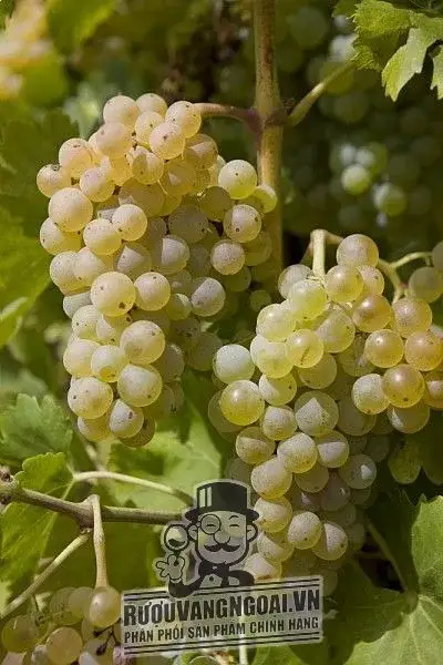 Káº¿t quáº£ hÃ¬nh áº£nh cho la fiole grenache blanc clairette viognier