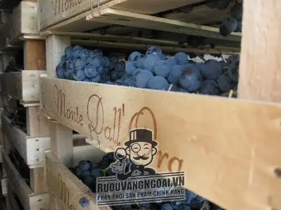 Vang Ý Amarone Castelrotto cao cấp