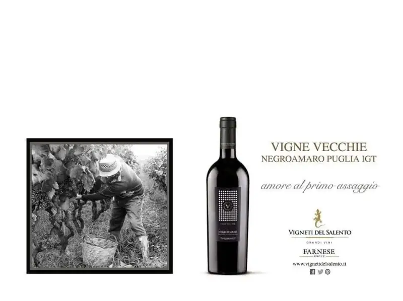 Vang Ý V Vigne Vecchie Negroamaro